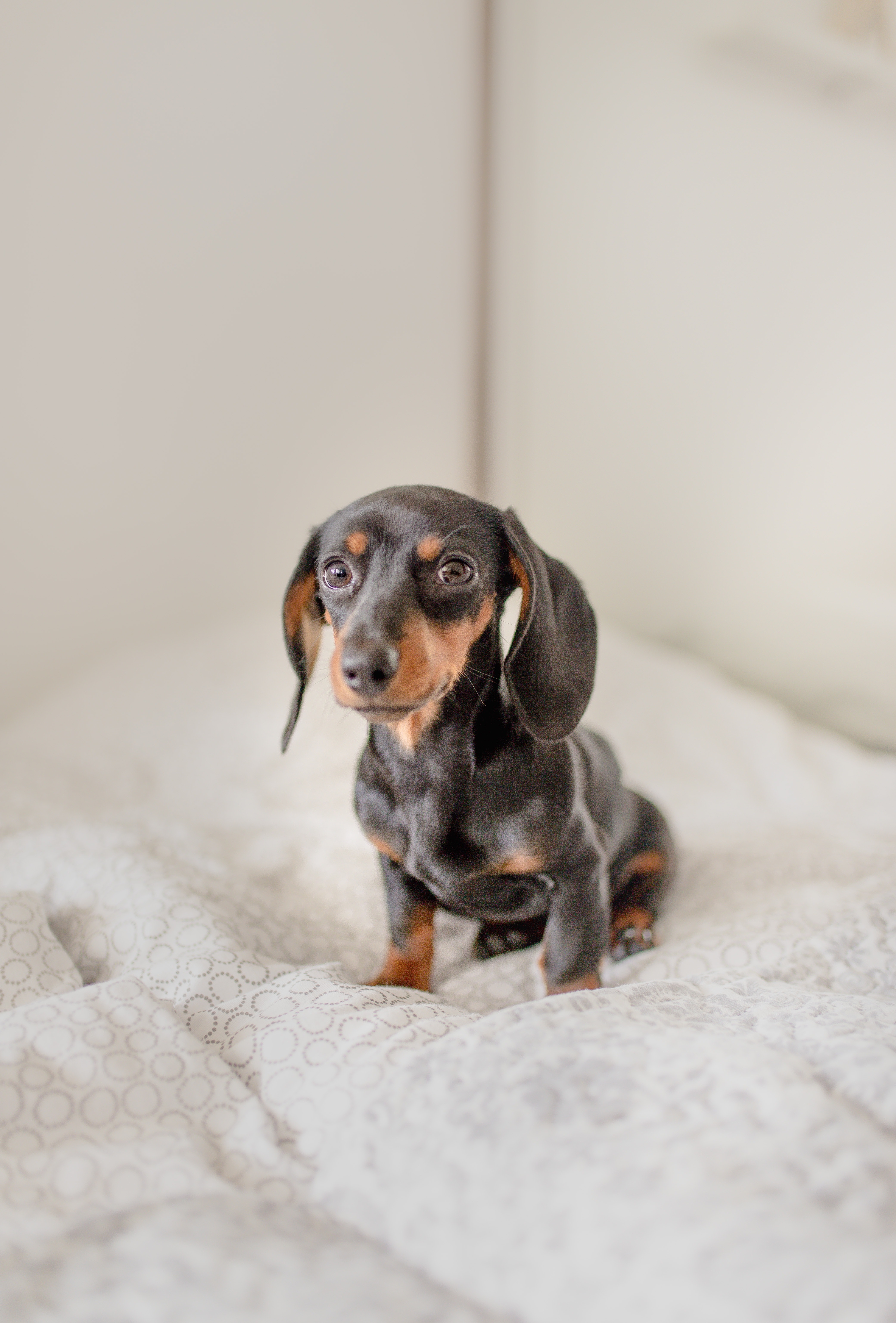the most adorable dachshund